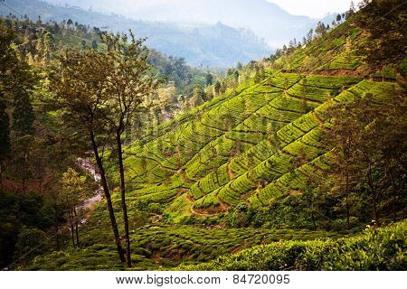 Tea plantation landscape in Sri Lanka