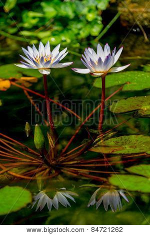 A Pair of Tropical White Water Lily Flowers