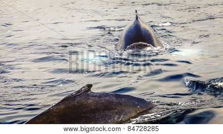 Humpback whale in the Skjalfandi Bay in Northern Iceland