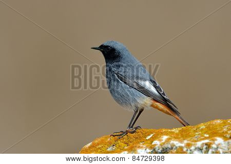 black redstart in natural habitat (phoenicurus ochruros)