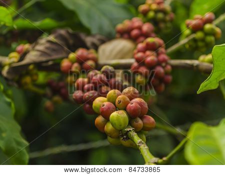Coffee pods