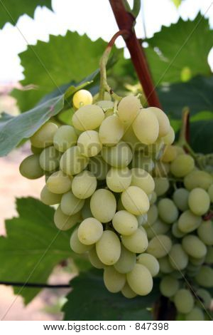racimo de uvas verdes en vid