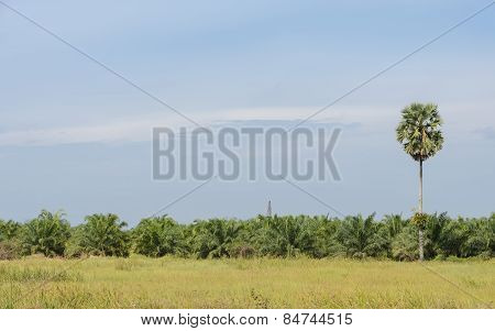 Oil Palm Tree In Thailand