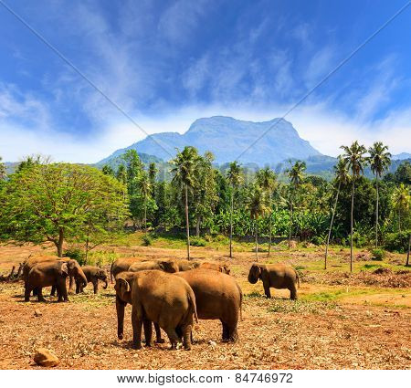 Elephants in park Pinawella. SriLanka