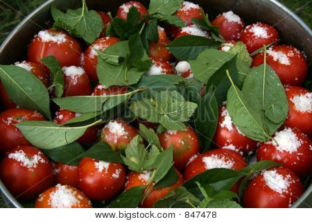 tomates con hojas de grosella y sal en grandes pan1