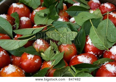 tomates con hojas de grosella y sal en grandes pan2