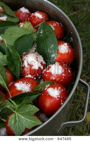 tomates con hojas de grosella y sal en una cacerola grande con brazo vertic