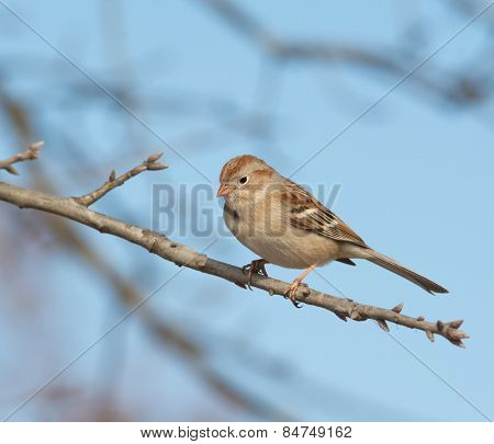 Field Sparrow perched in an Oak tree