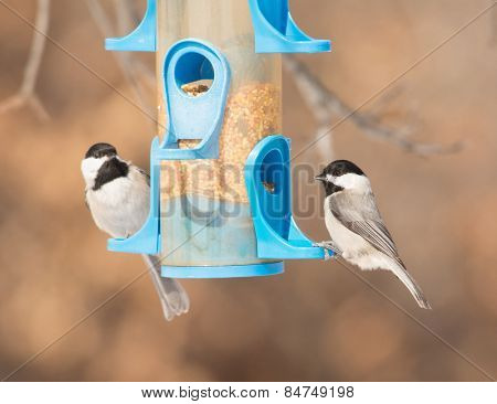 Carolina Chickadees at bird feeder in winter