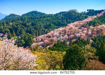 Yoshinoyama, Nara, Japan landscape in the spring.
