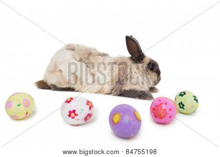 Side view of fluffy bunny with Easter eggs on white background