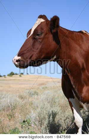 krowa bez rogi oglądania strony
