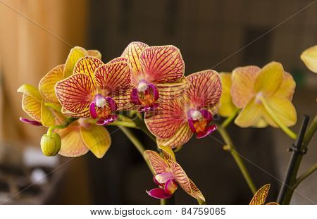 Yellow Orchid