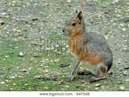 Mara Patagonii