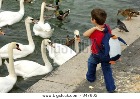 Alimentar os patos