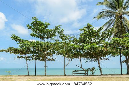 Tropical Almond Tree On Beach
