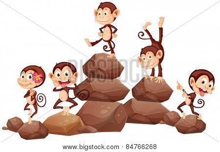monkeys standing on rocks