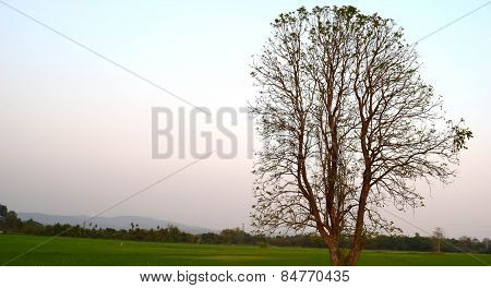 There are no leaves on the trees Rice fields And the morning sky