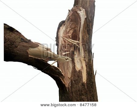 Hurrikanschäden an Baum