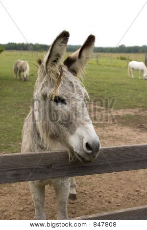 Vakande Burro