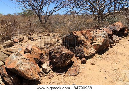 Petrified Forest
