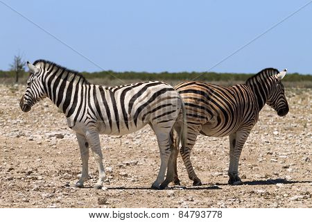 Couple Of Zebras
