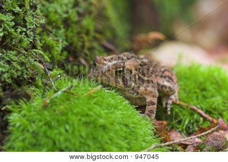 American rupikonna Bufo Americanus, Vermont