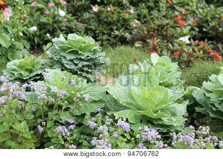 The Cabbage For Gardening