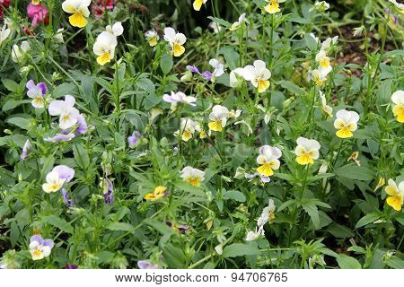 Pansy