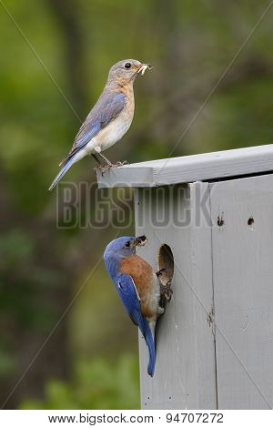 Pair Of Eastern Bluebirds At Nestbox