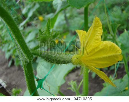 Cucumber