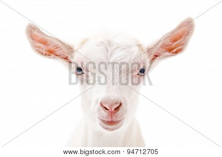 Portrait of a white little goat closeup