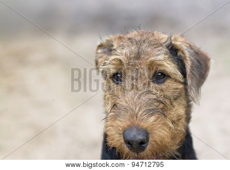 Dog With Indifferent Gaze