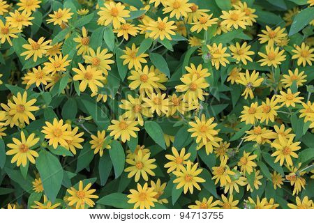 Wedelia trilobata flower textture background.