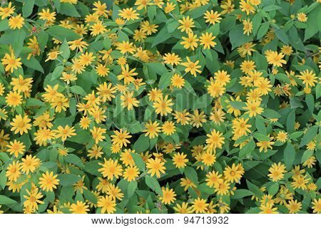 Wedelia trilobata flower textture background.