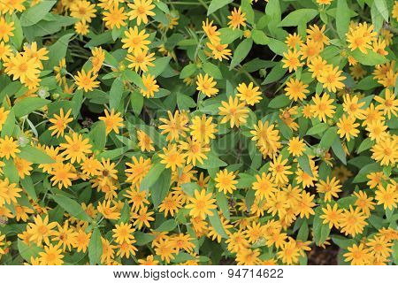 Wedelia trilobata flower textture background.