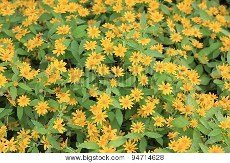 Wedelia trilobata flower textture background.