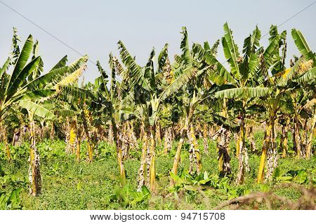 Banana Crops, Myanmar