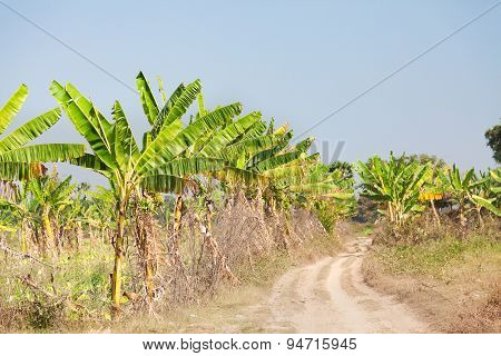 Banana Crops, Myanmar