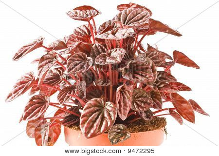 Peperomia