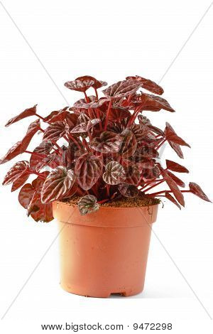 Peperomia
