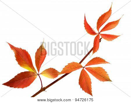 Orange Autumnal Twig Of Grapes Leaves (parthenocissus Quinquefolia Foliage)