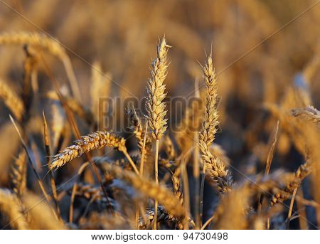 Big Ears Of Wheat In The Field In Summer