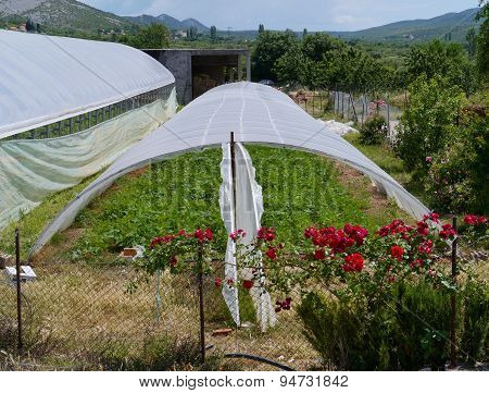 Potato plants in a glass house of plastic