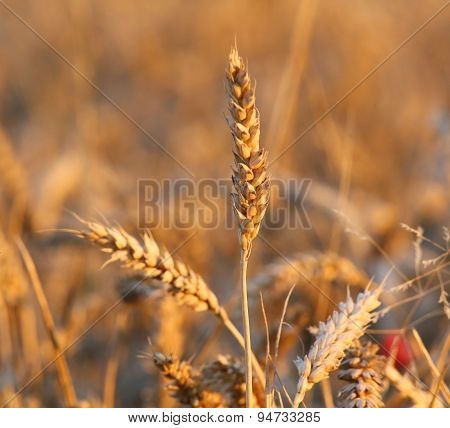 Mature Big Ears Of Wheat In Summer