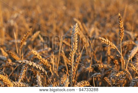 Big Ears Of Wheat In The Field In Summer