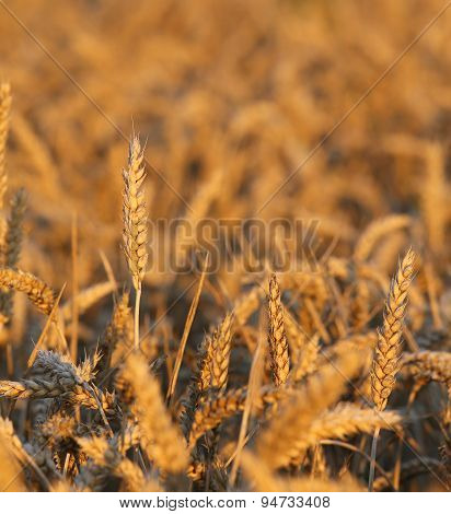 Big Ears Of Wheat In The Field In Summer