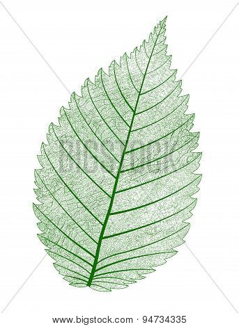 Vector leaf isolated.