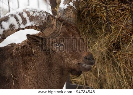 Moufflon Goat In The Winter