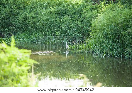 Birds Eat The Fish In The Water
